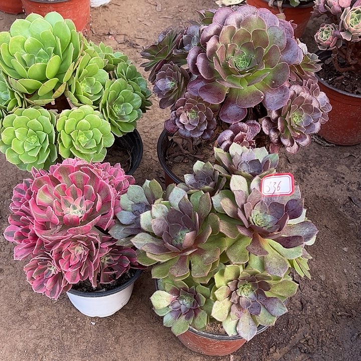 836多肉植物组合，