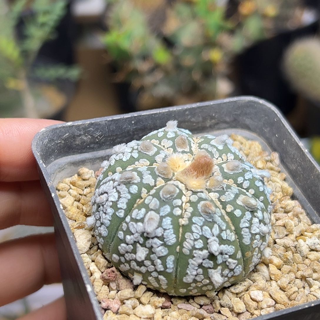 奇迹兜一颗一颗一颗