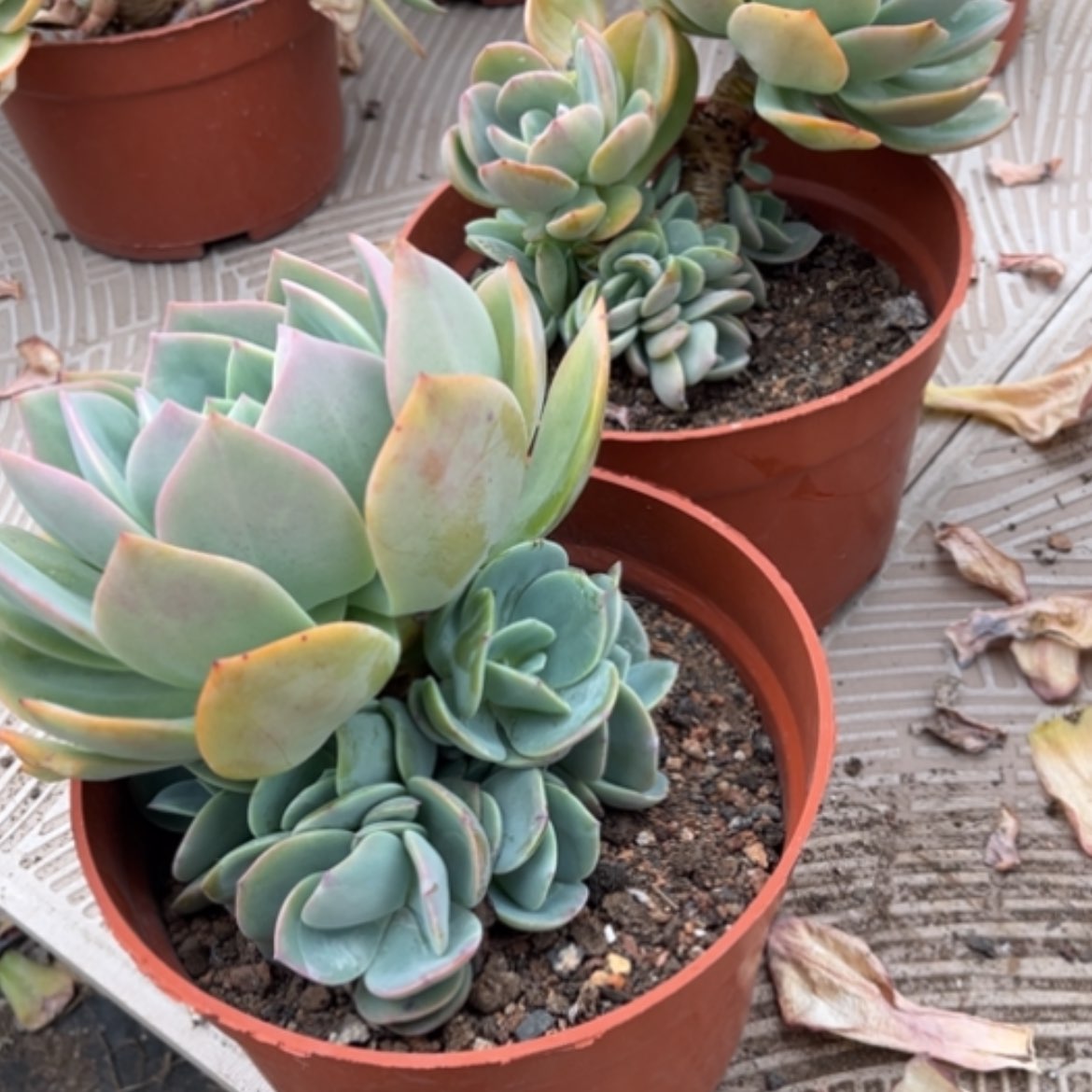 【闪购商品】宇****媒白凤