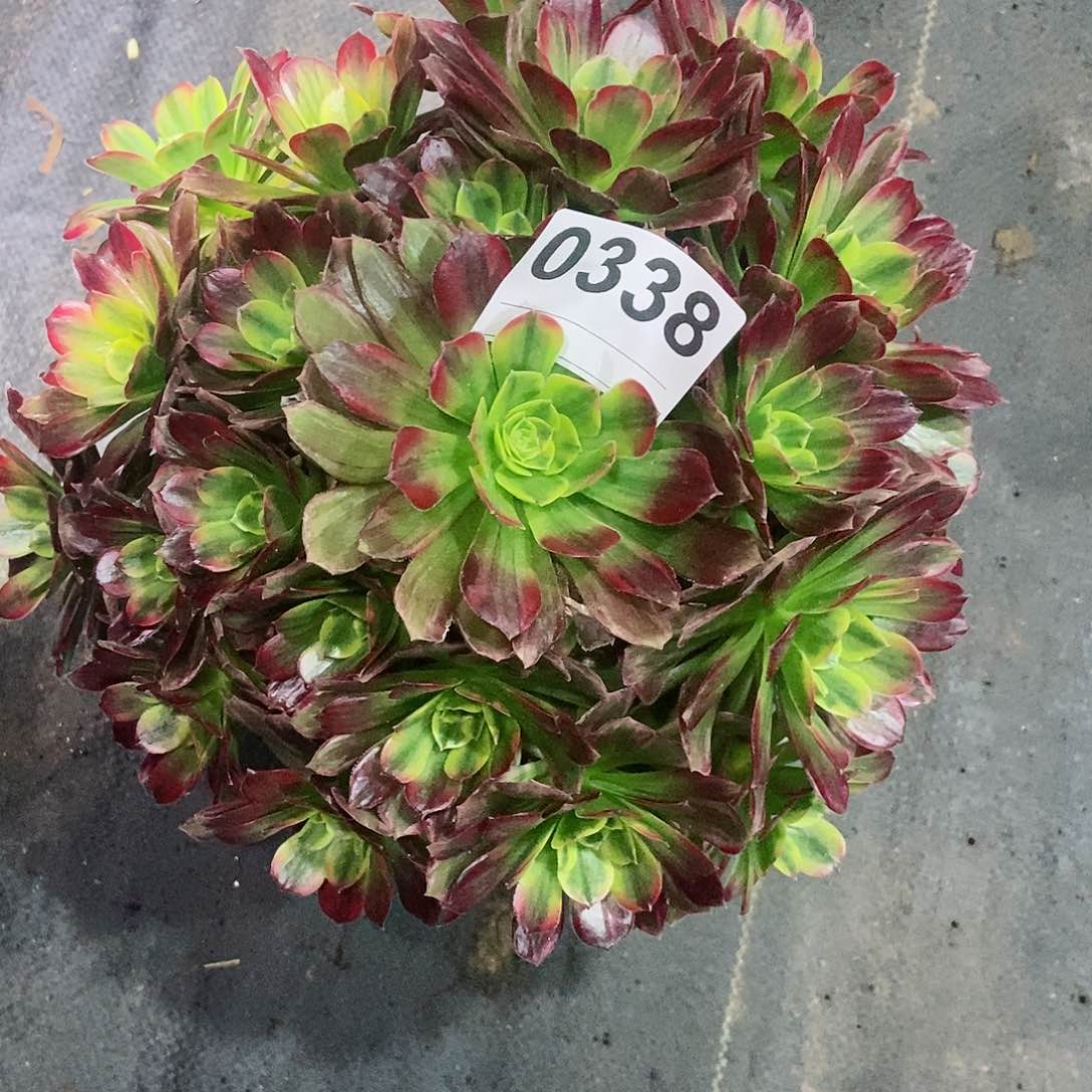 红陶0338安娜3多肉