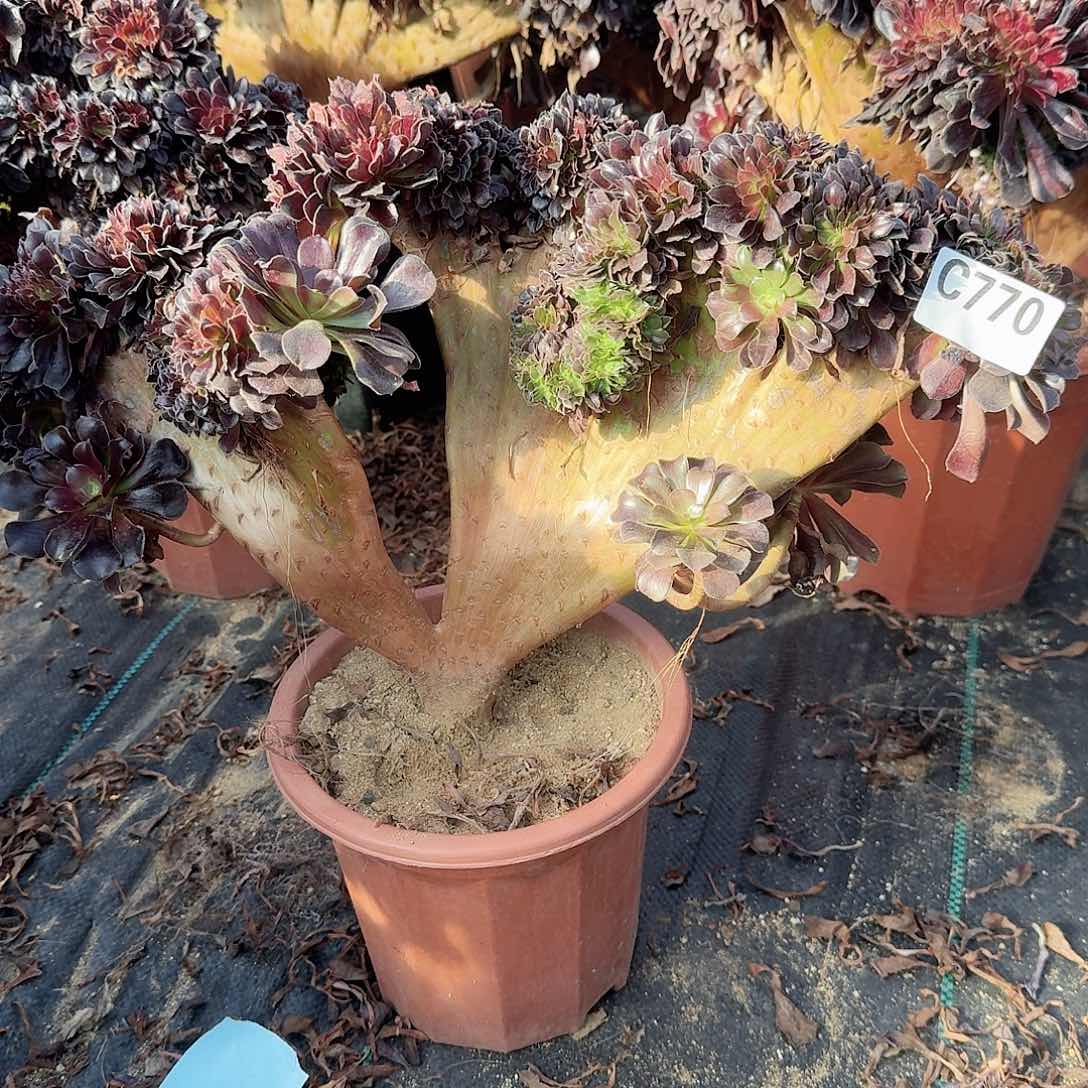 770欧紫一颗呀呀