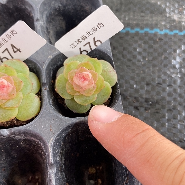 标676桃夭一个多肉