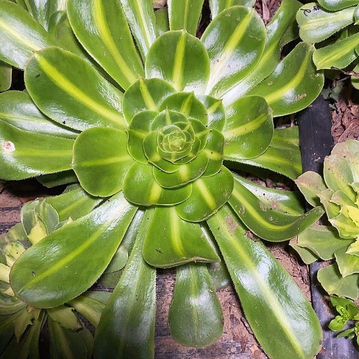 多肉植物保护研究所