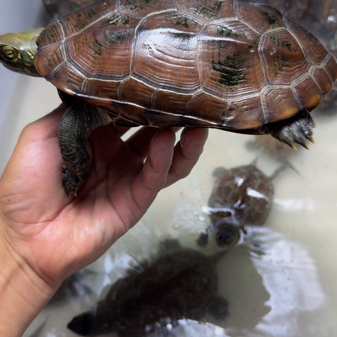 中华草龟母9999999999