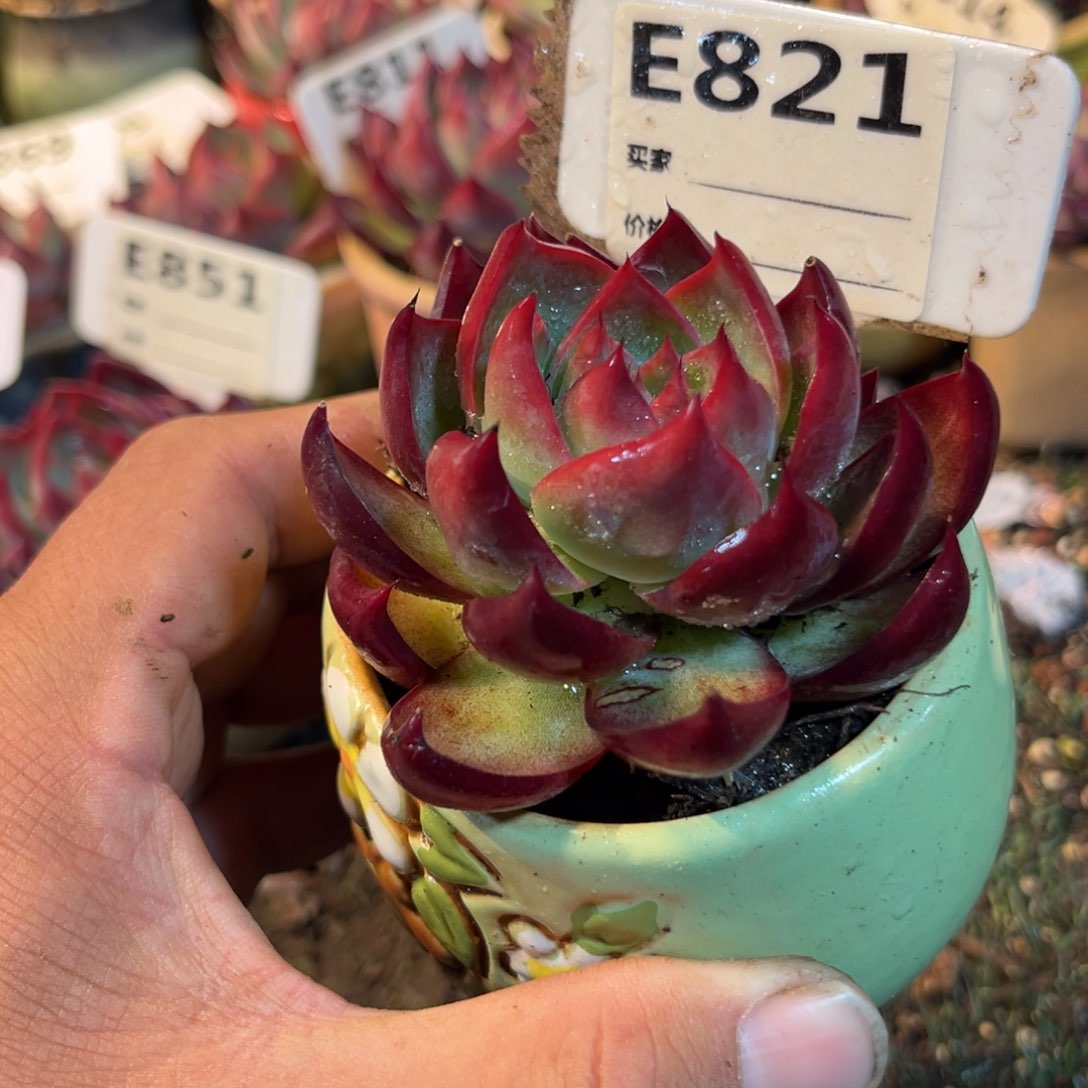 惊鸿一瞥821号多肉