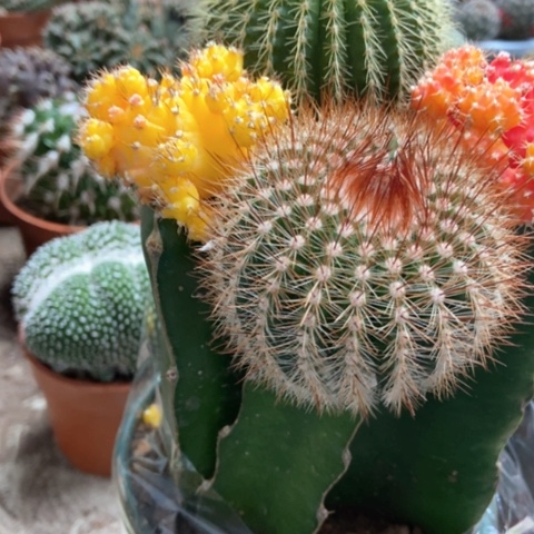 红绿灯仙人球18米