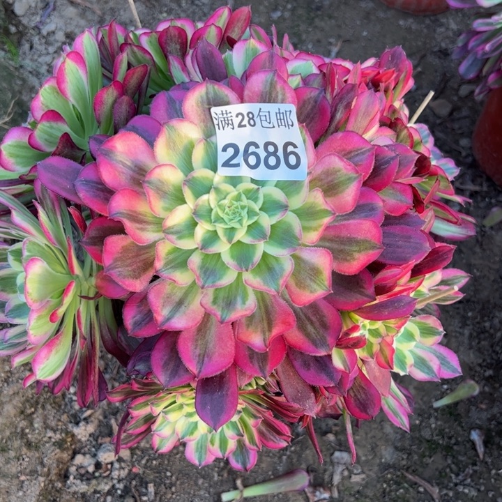 2686天和多肉植物