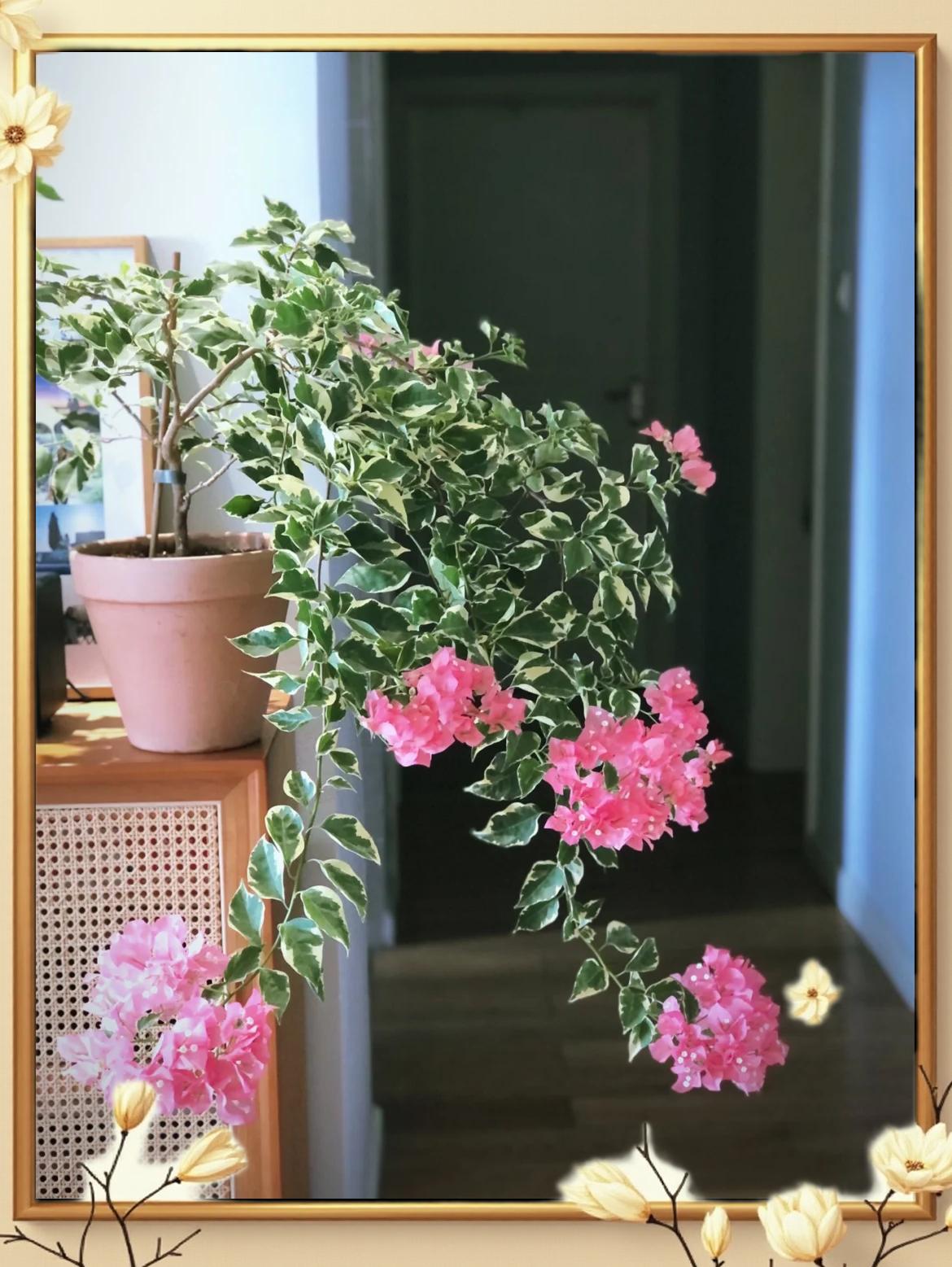 【蜡染粉】赏花赏叶四季勤花三角梅（运输掉花小断枝不售后） 
