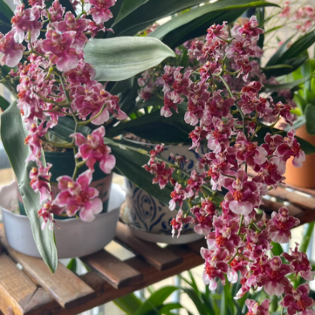 兰花 香水文心兰有香味  树皮栽种带花苞颜色不确定