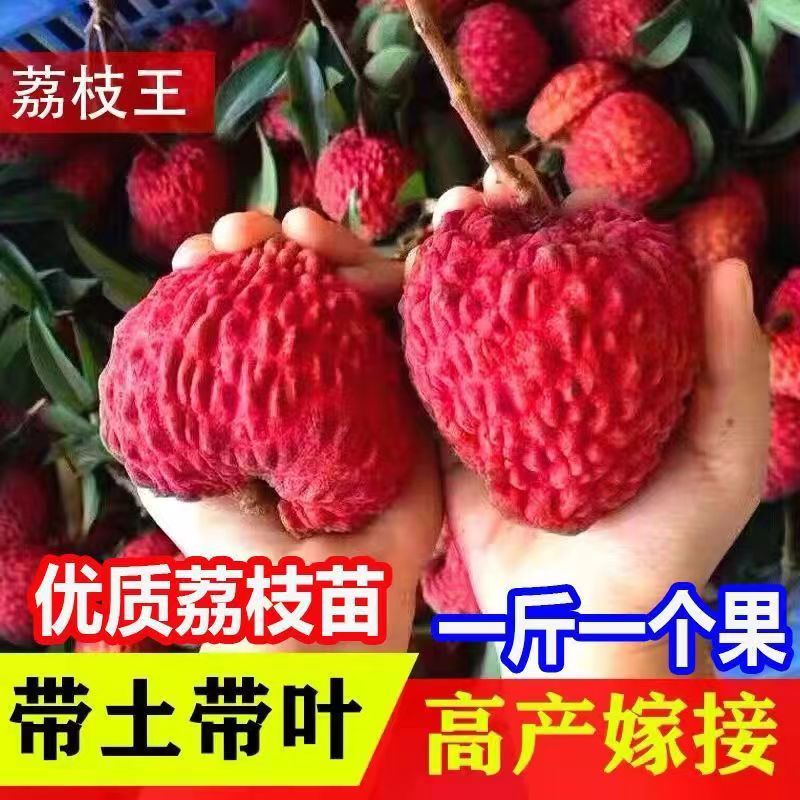 仙进奉.无核，妃子笑果树苗