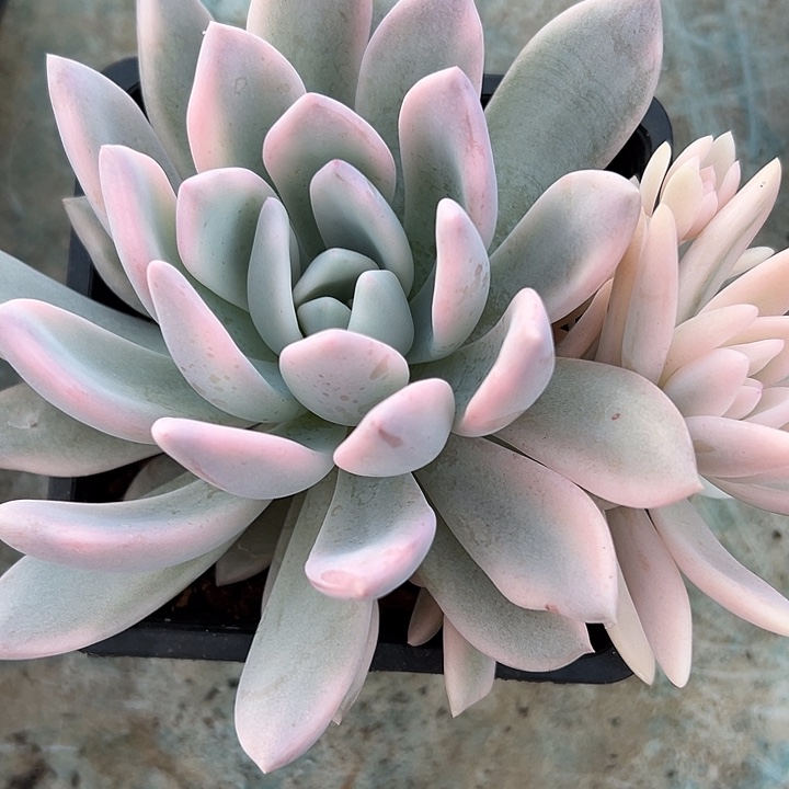 奥普琳娜锦群生多肉