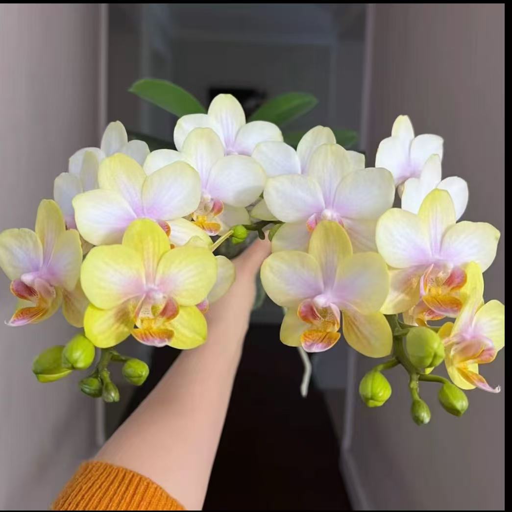 贵族品种 稀少3个花剑{七彩祥云}蝴蝶兰蜡质花期超长推荐