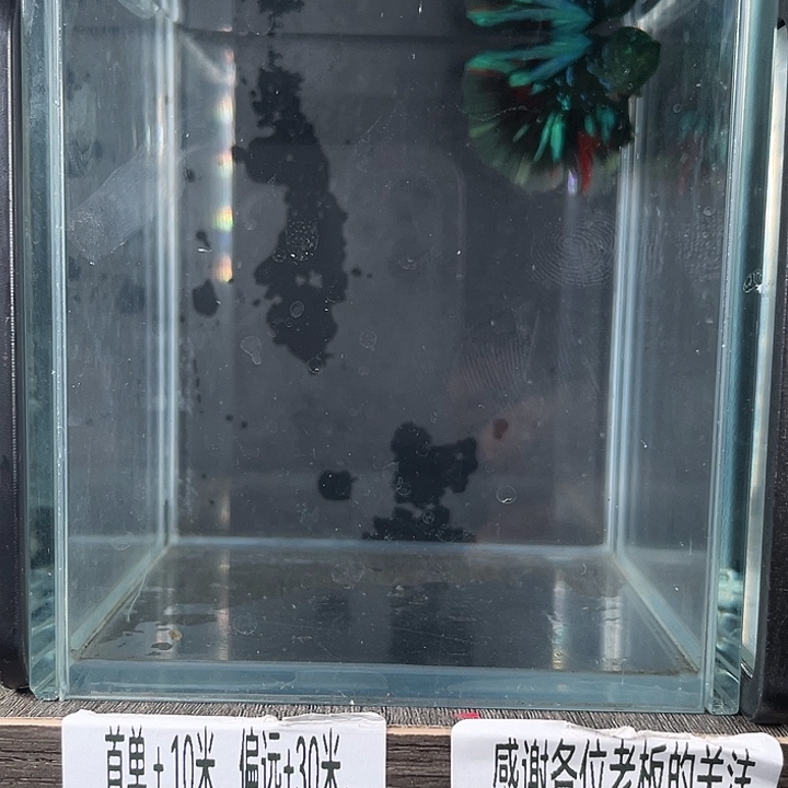 斗鱼活体不退不换谢谢