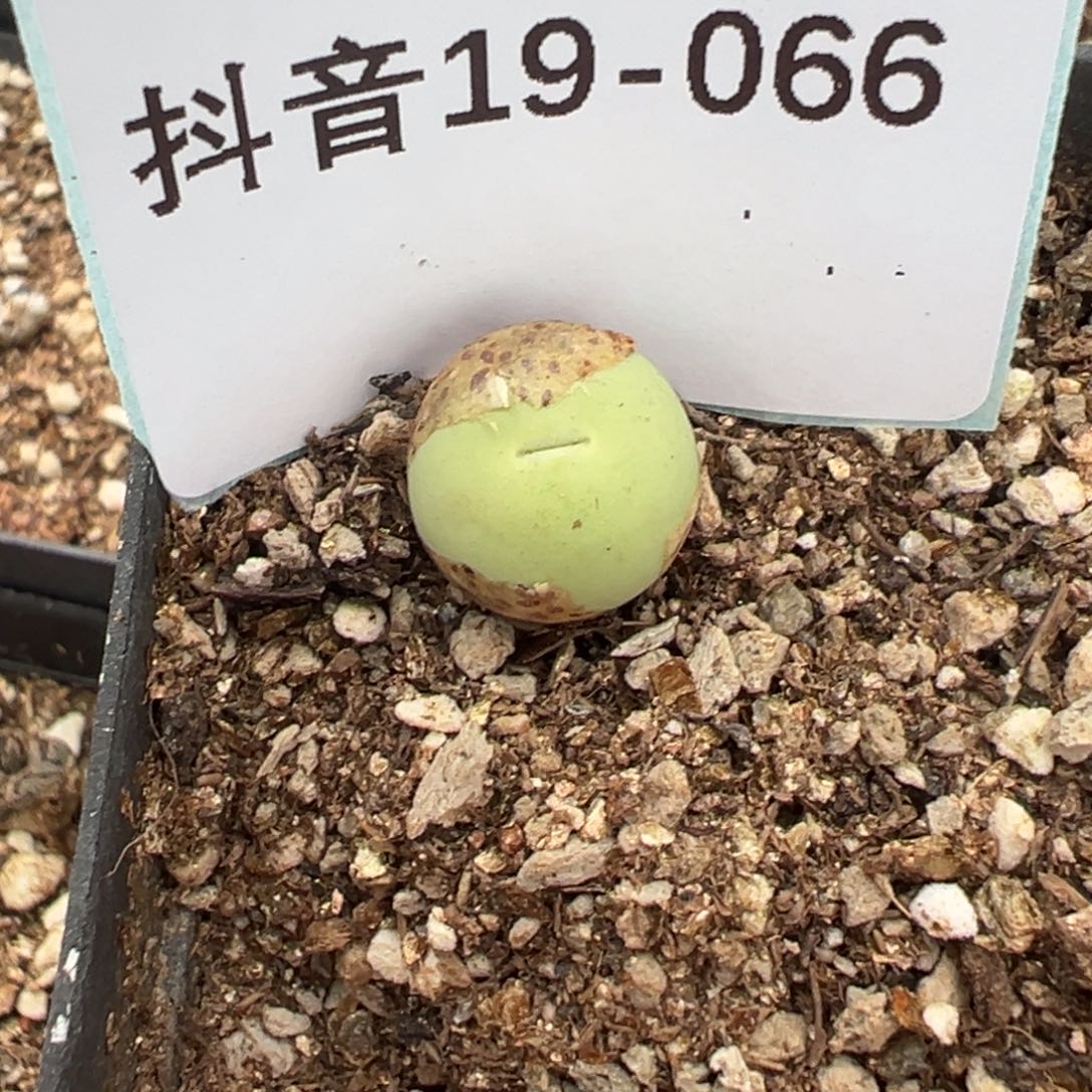 19-66鸽子蛋多肉植物