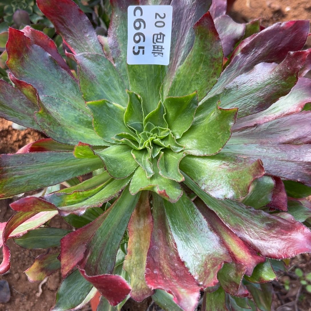 665魅影七彩，多肉法师