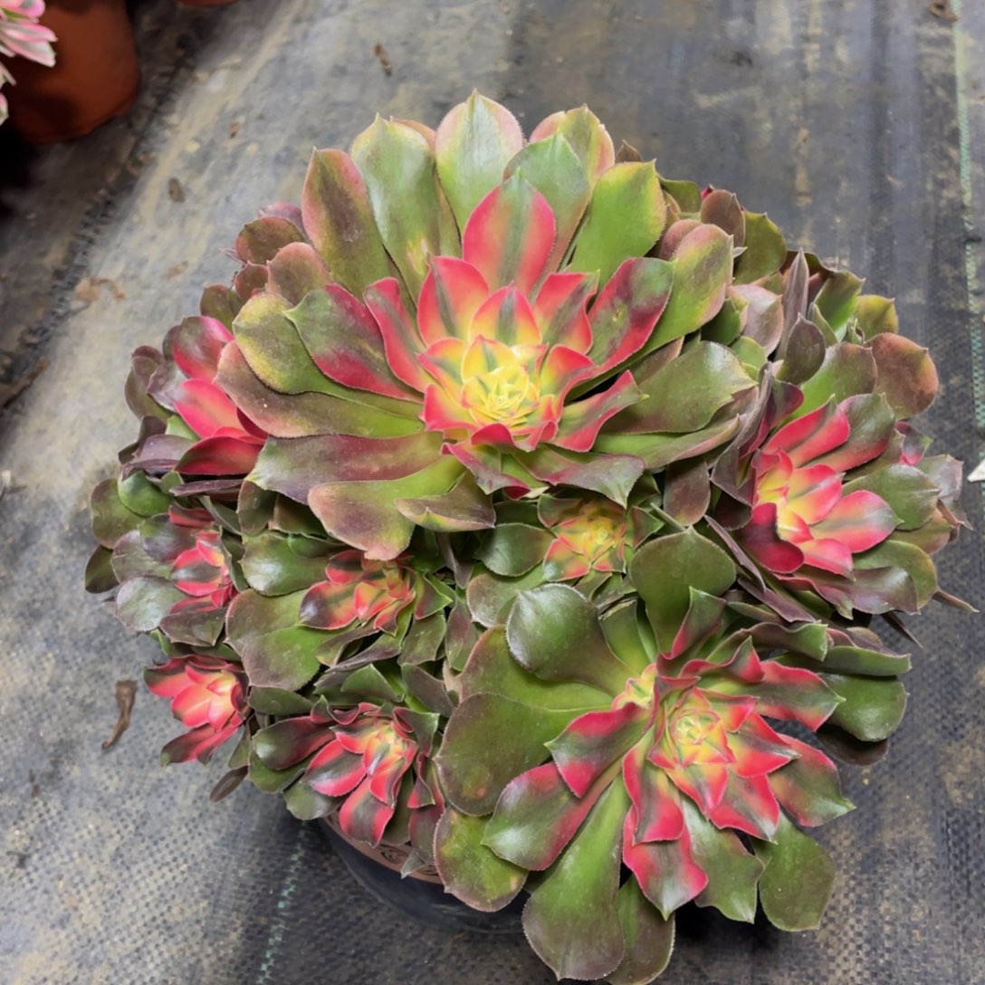 香妃………………821号