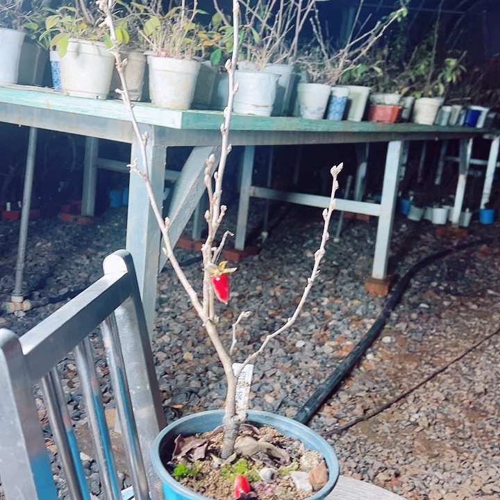 鸦***友无花朵哈哈哈哈哈哈哈