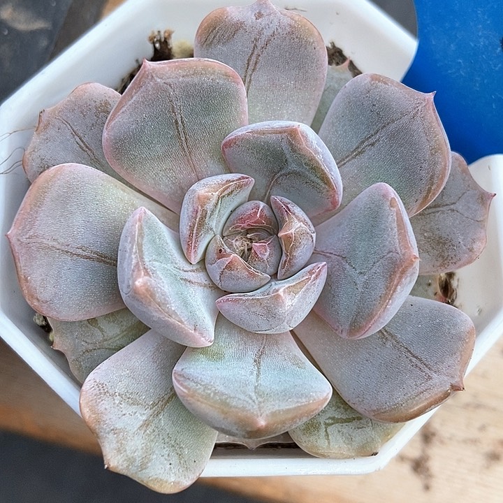 多肉植物夜鹰441多肉