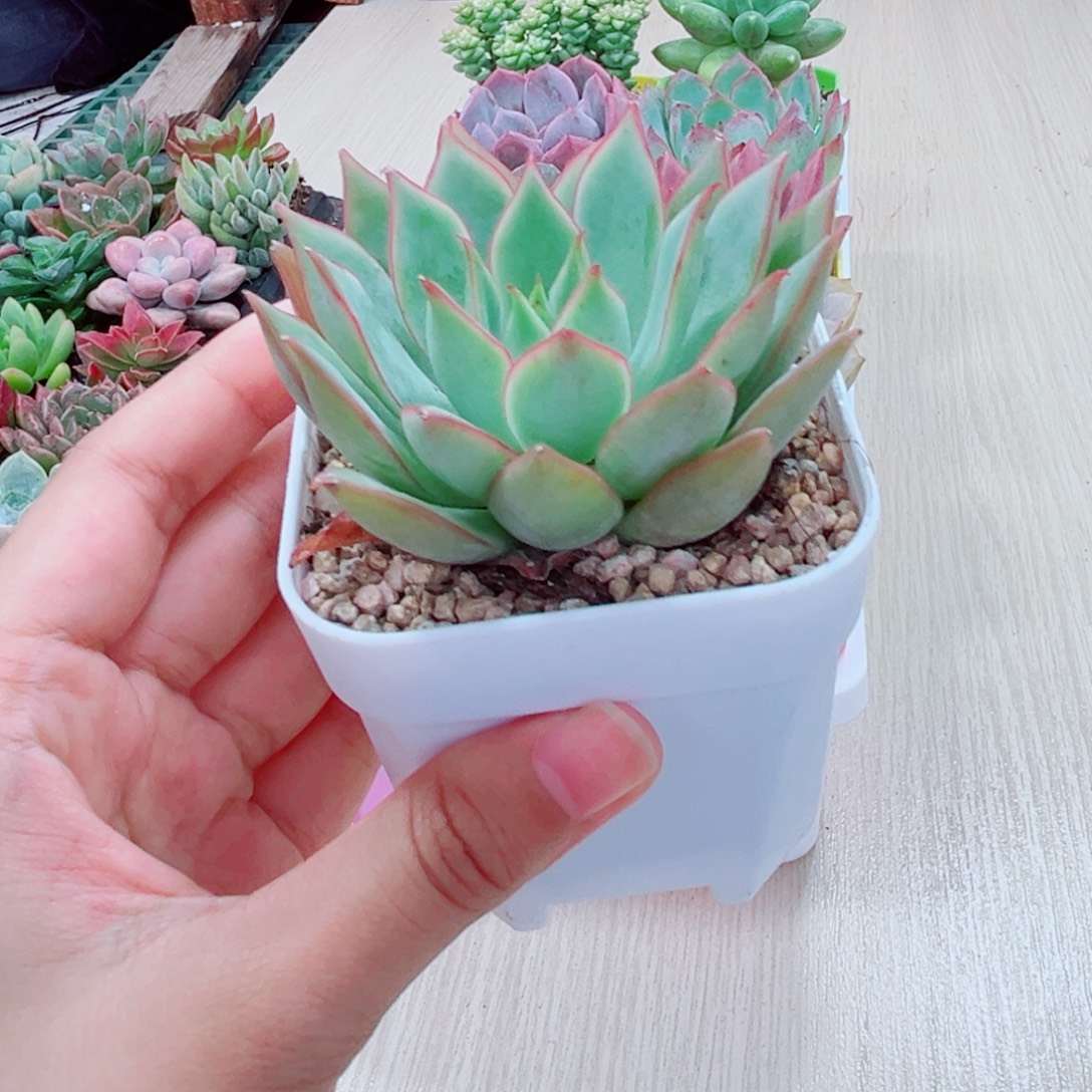 宝莲灯单颗送盆 多肉植物