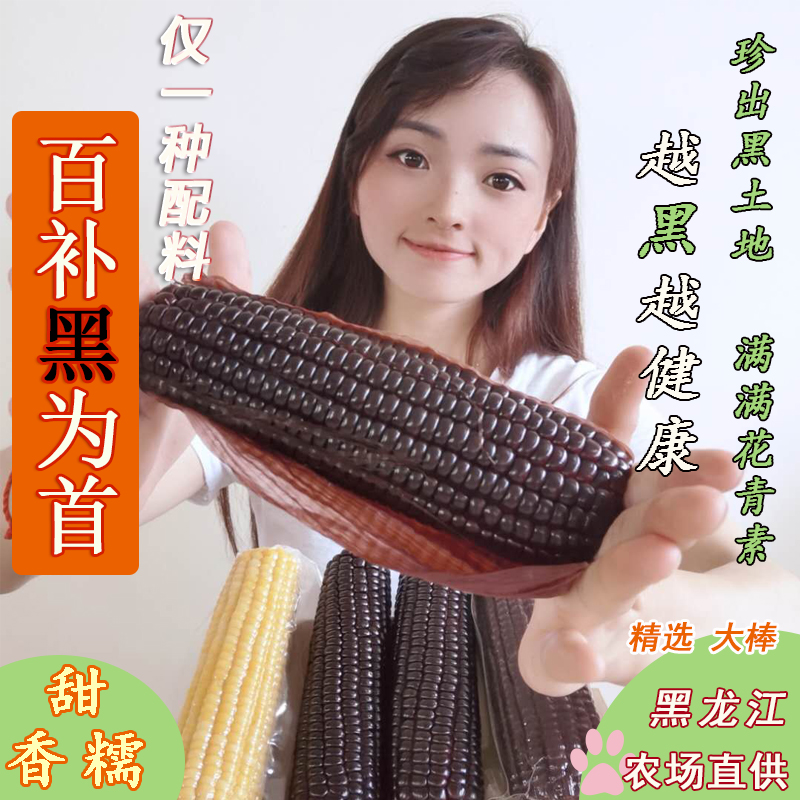 新25年头茬源头】东北黑糯玉米黑甜糯新鲜代餐紫玉米真空非转基因