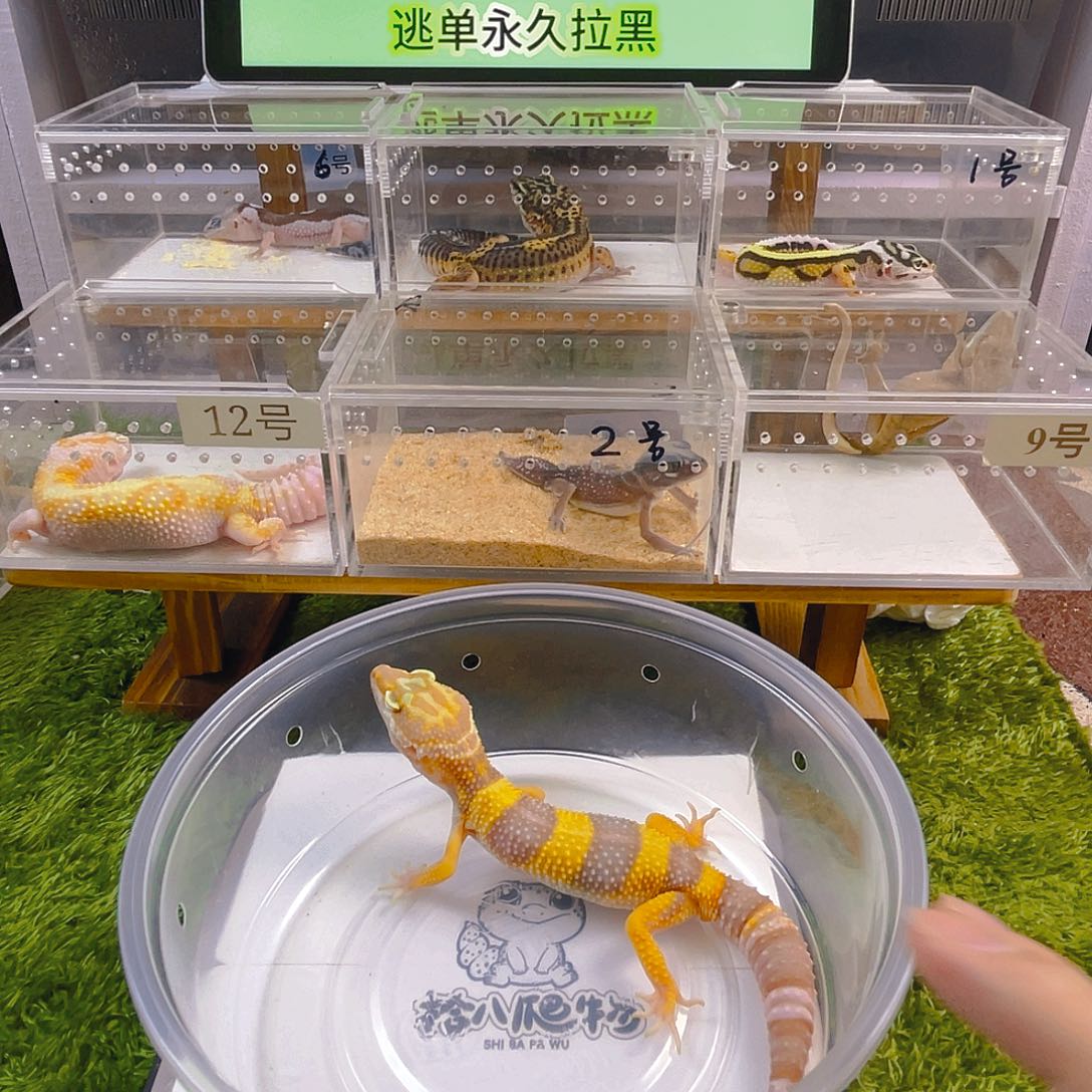 豹纹守宫守宫好看可爱迷人