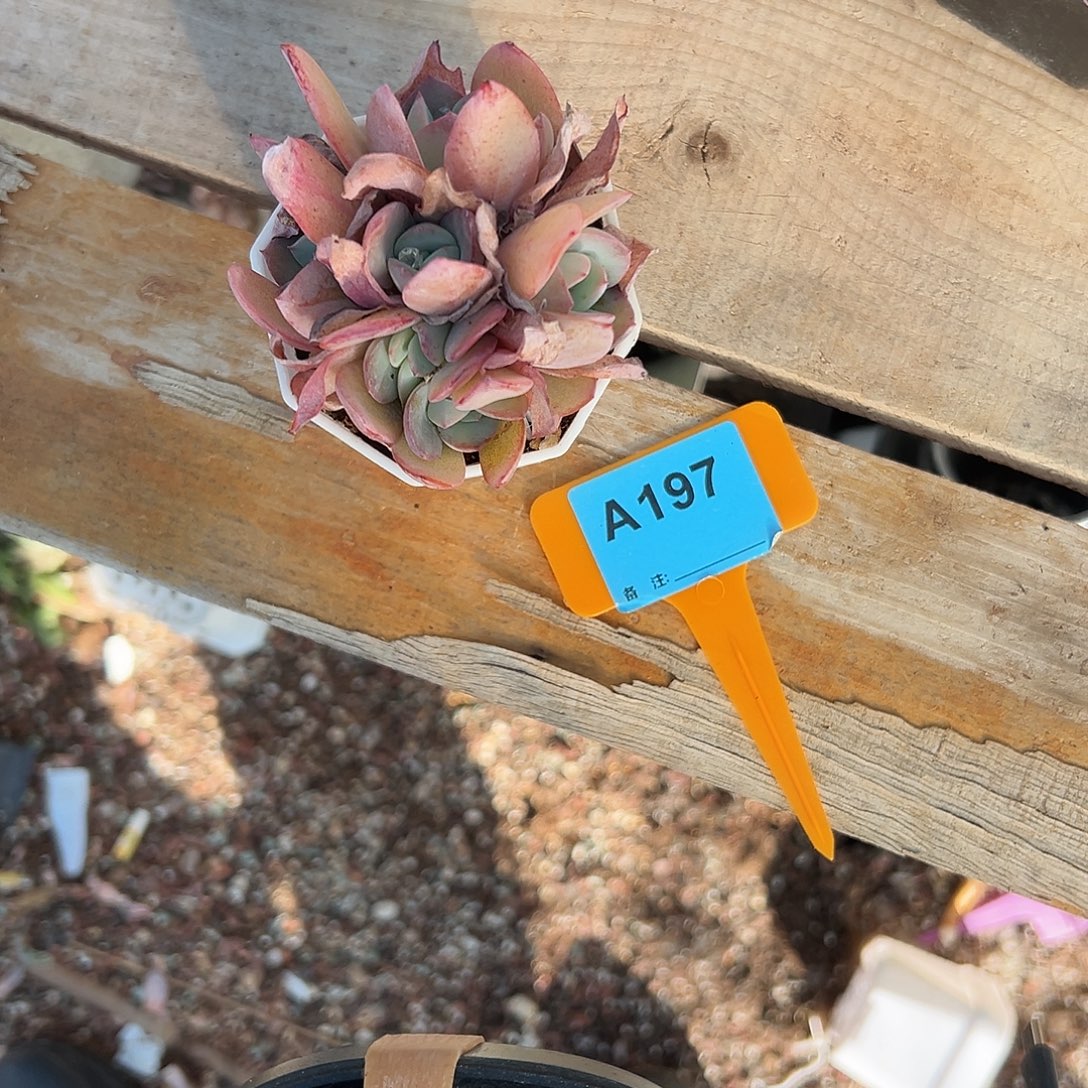 .***⁸多肉植物一物一拍