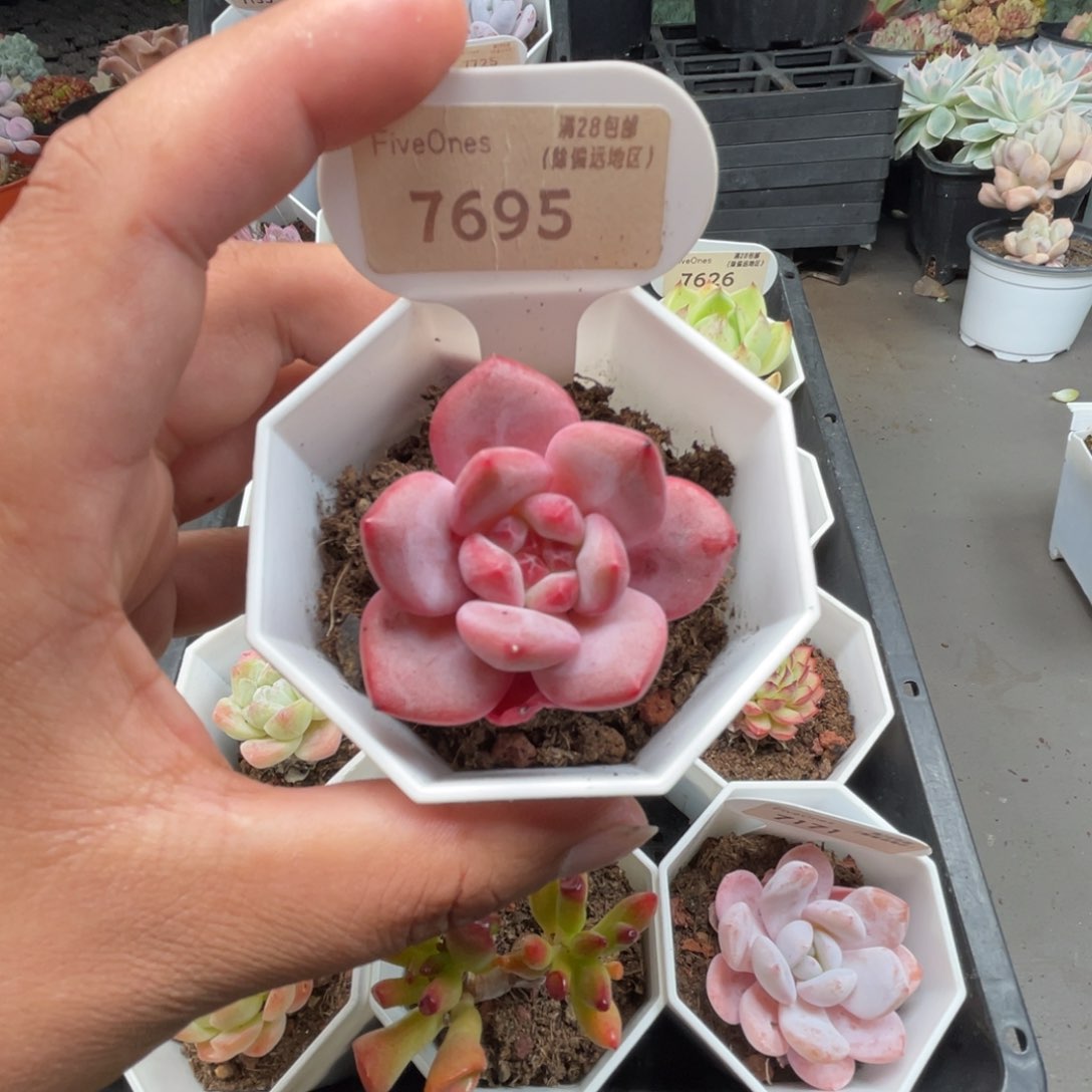 7695林依晨4.5厘米