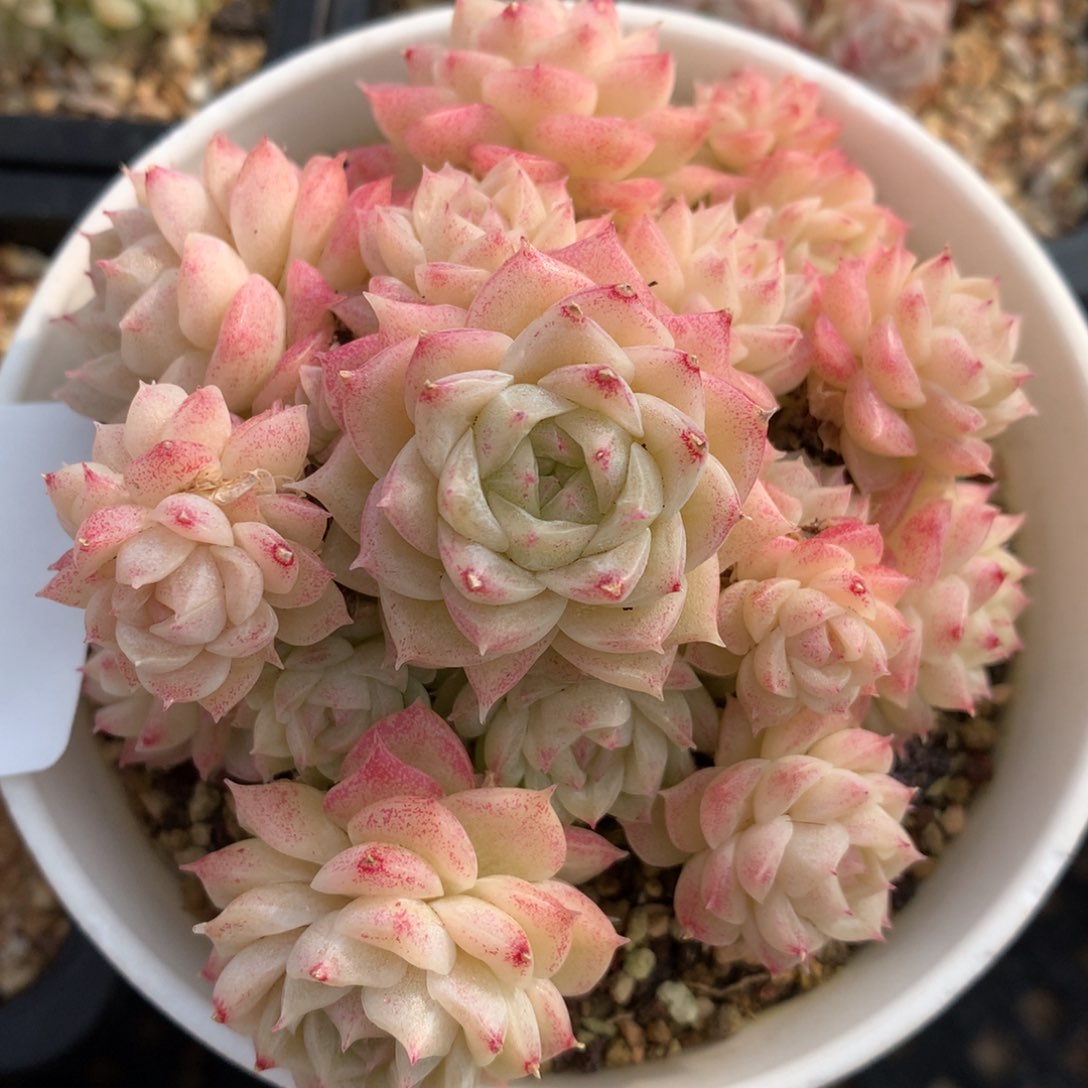 0204-61 麦杆优选