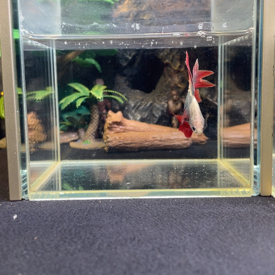 斗鱼十一月十五日竞价