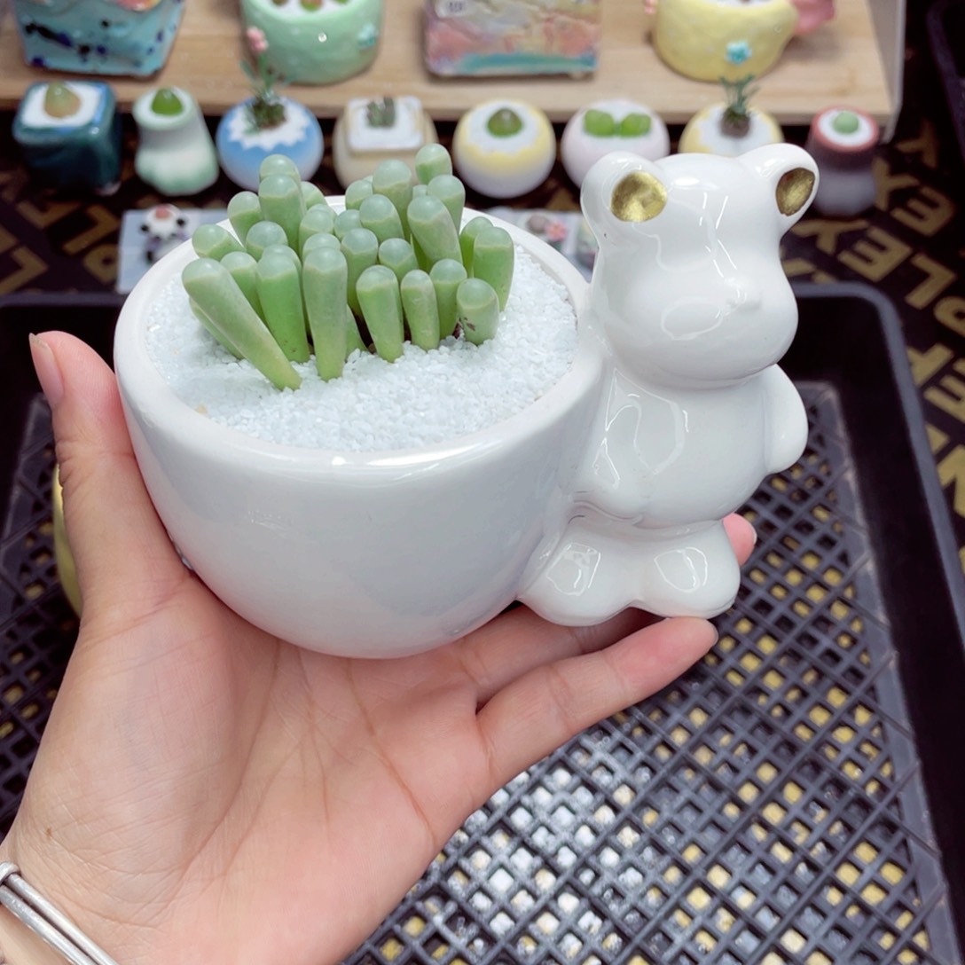 w6083 带盆土发货一物一拍