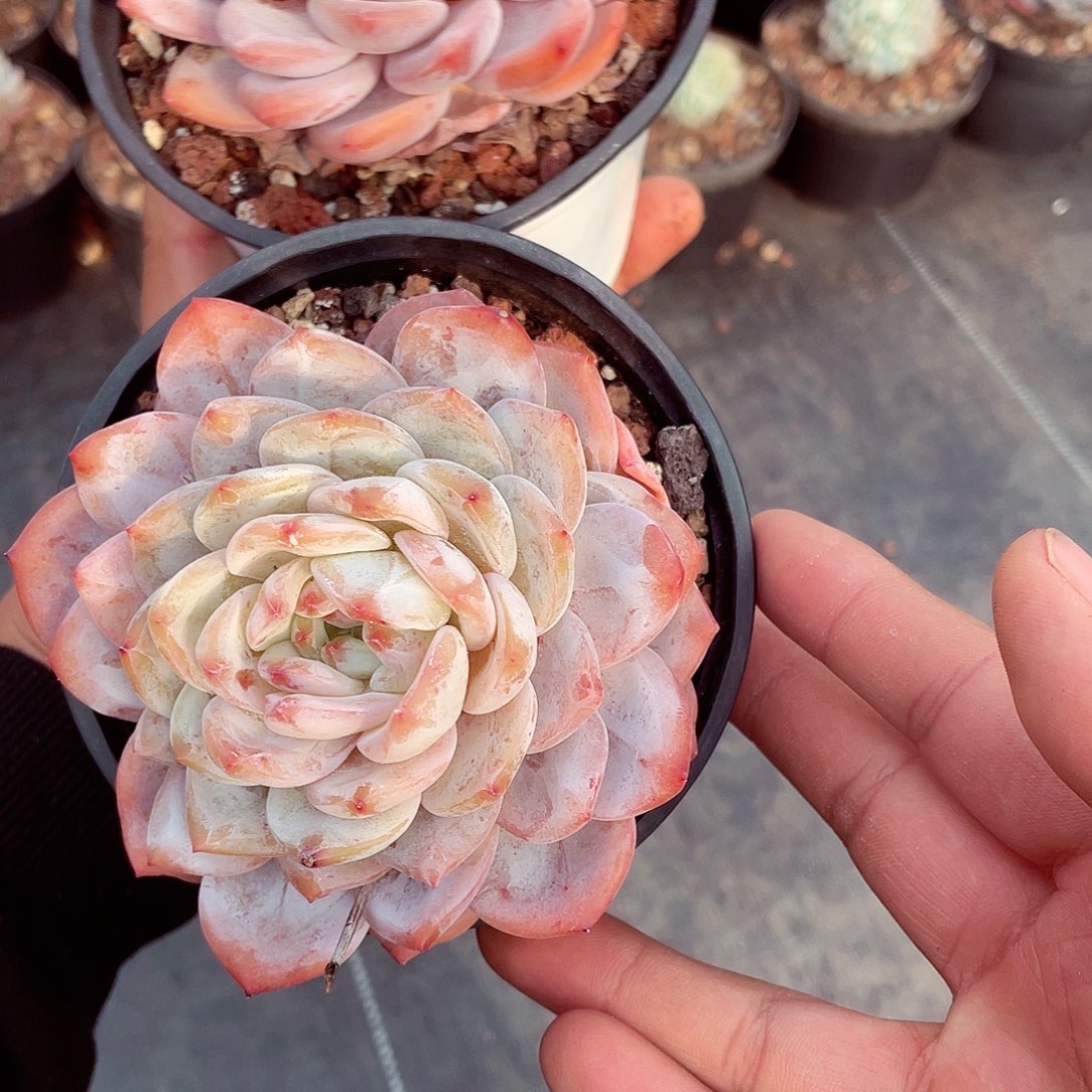 建*120杯全状态橙梦露2盆