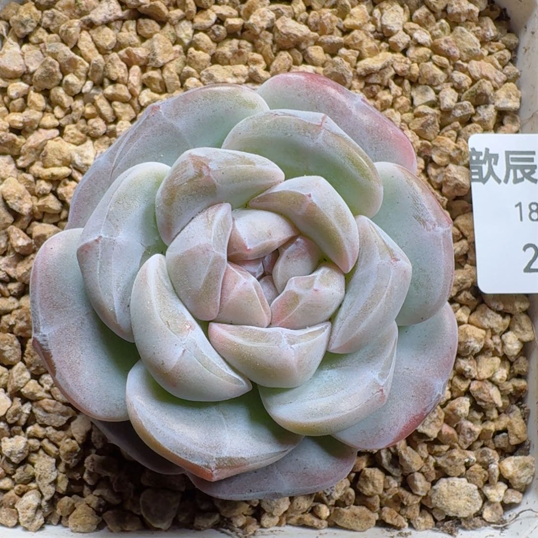 多肉植物 230  糖心冰玉