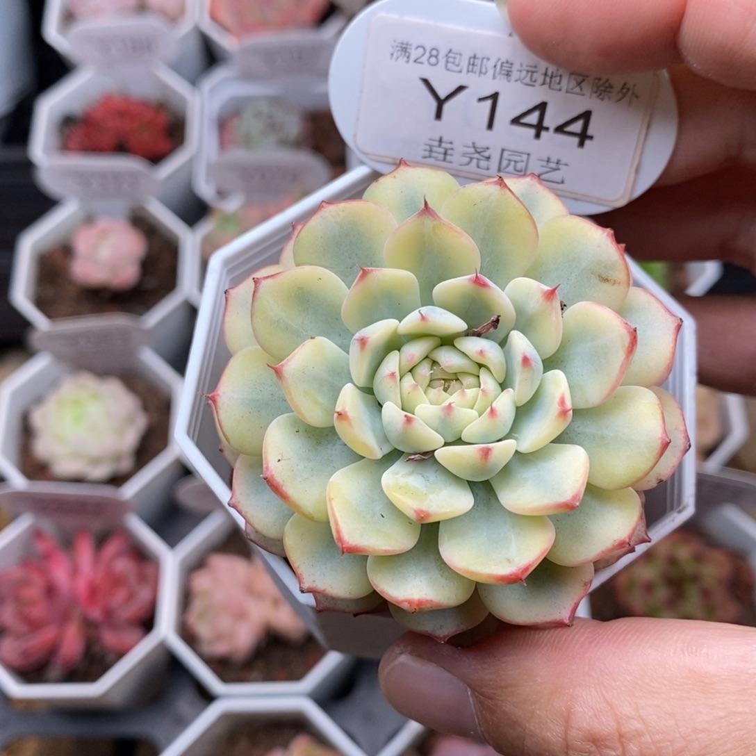 0144 蓝姬莲锦 5.5cm