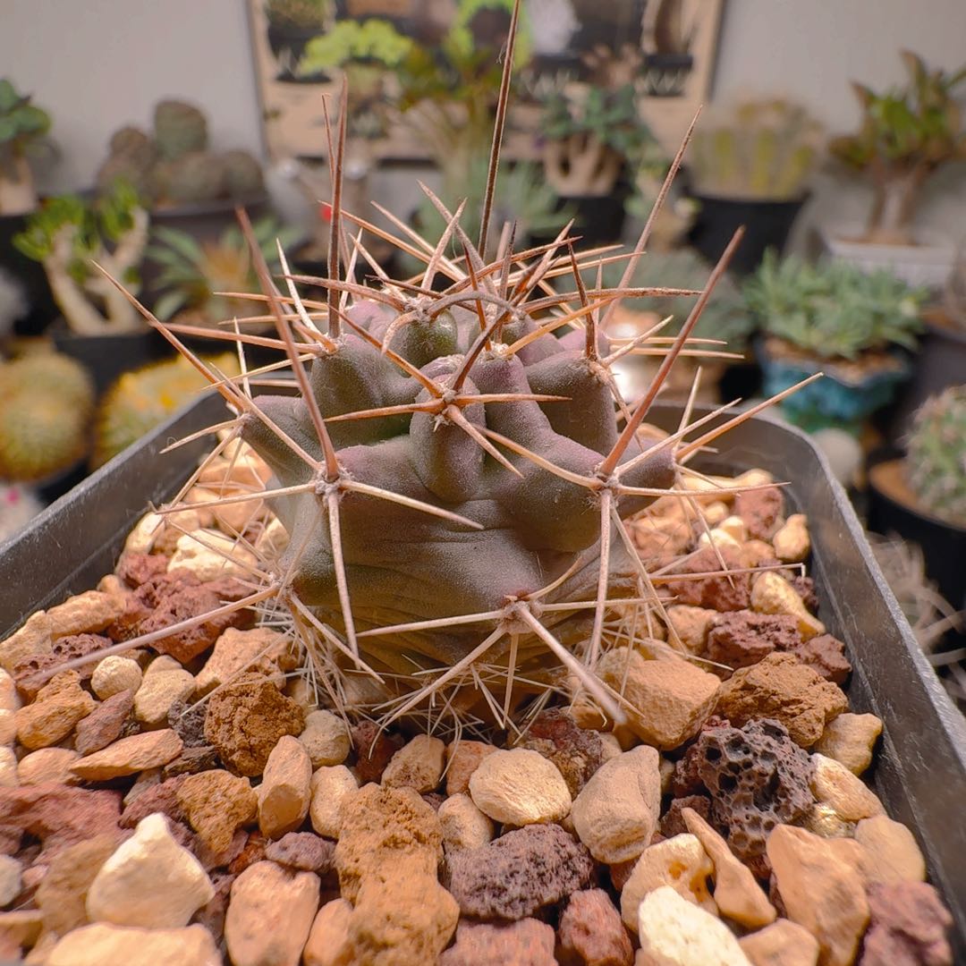 539实生篝火虾晨夕花坊