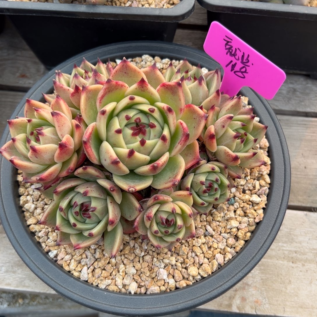 就***站蓝龙11111111111111