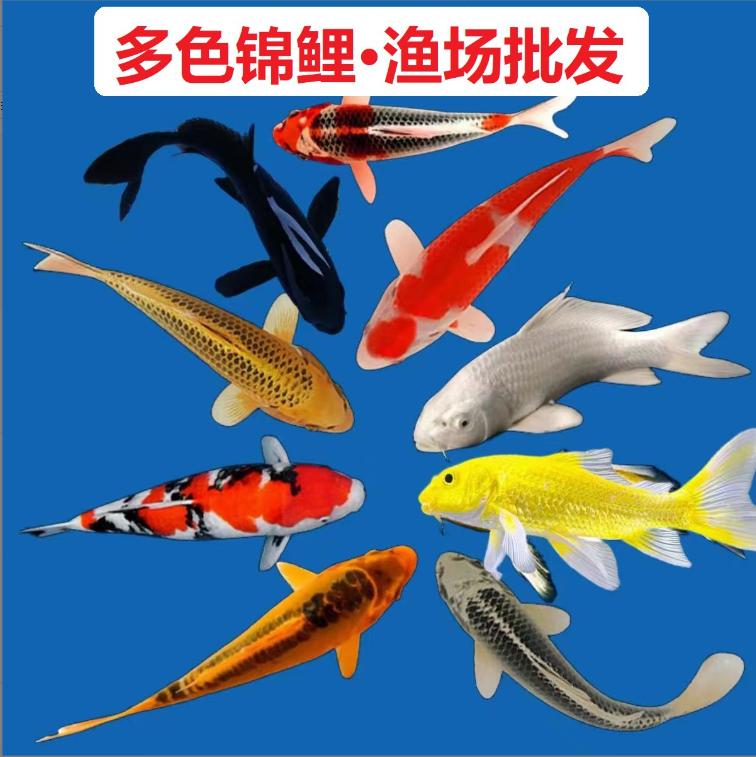 随机发锦鲤一条尺寸15cm左右 