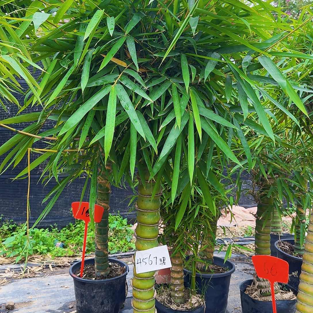 红陶佛肚竹8888888