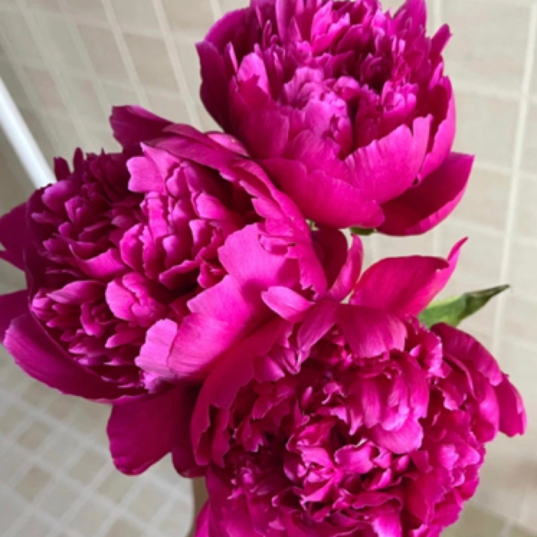 【菏泽红绣球芍药9支装】芍药次日达