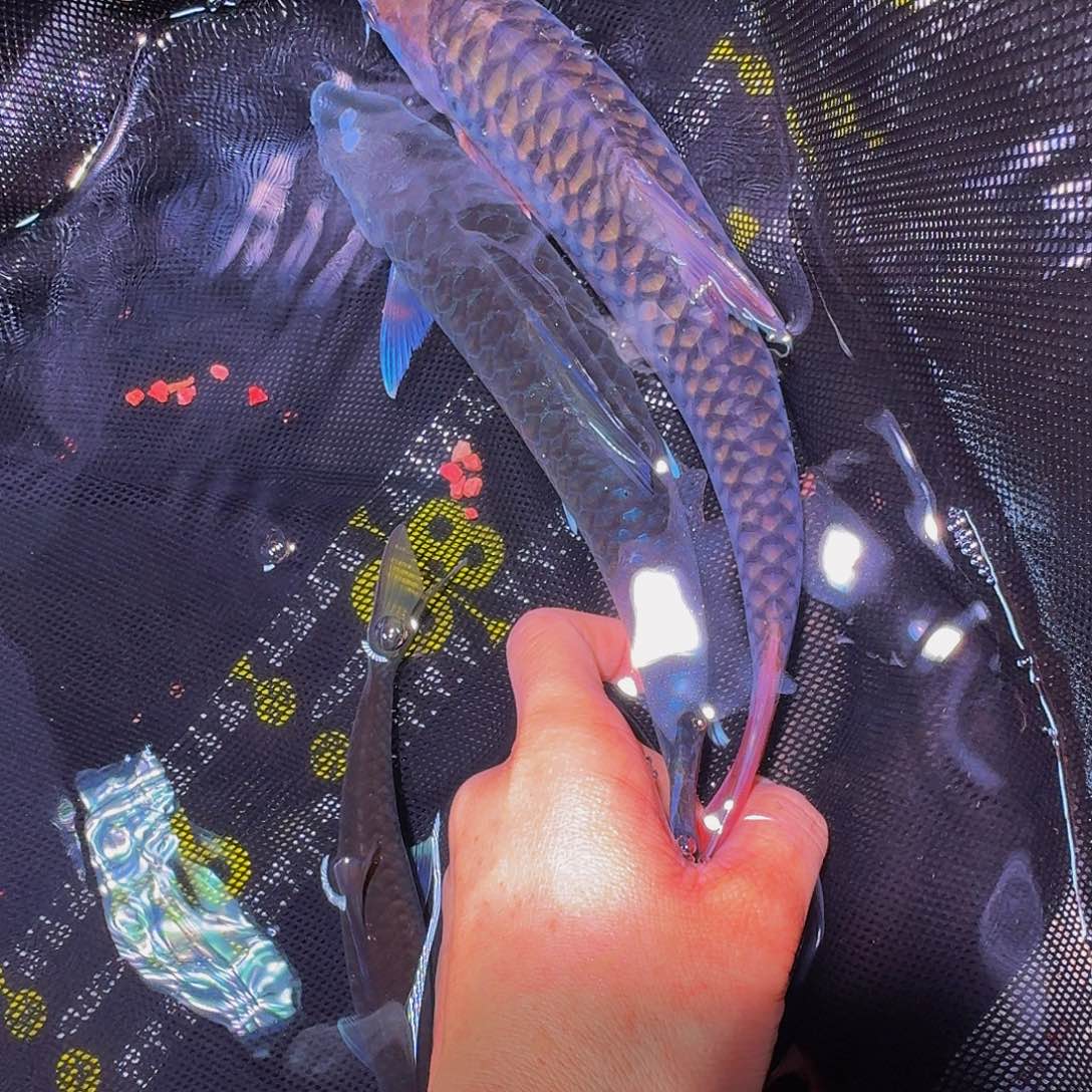 吉罗鱼缅甸红腹国结