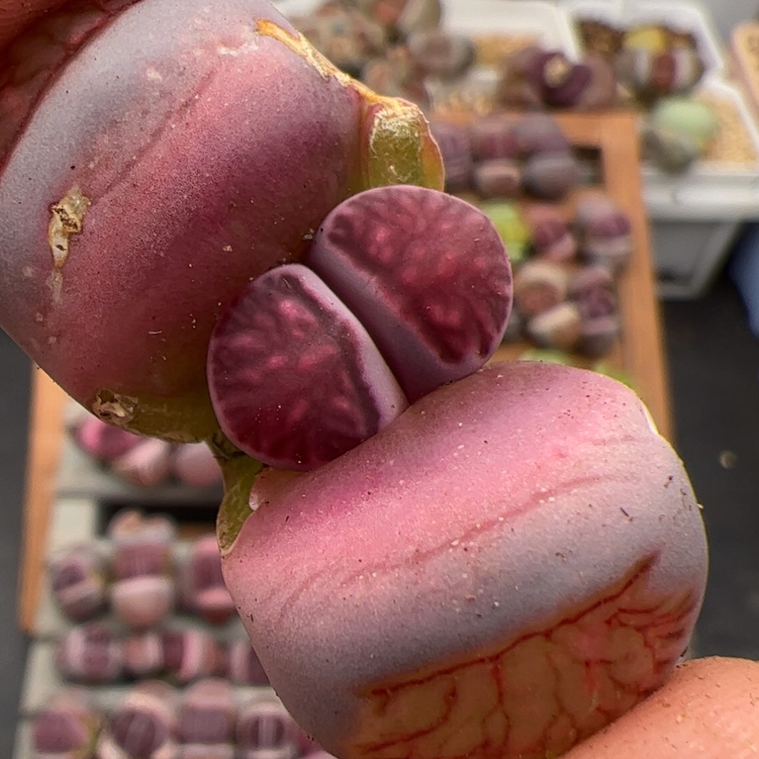 0836号紫菊 腿长 多肉植物