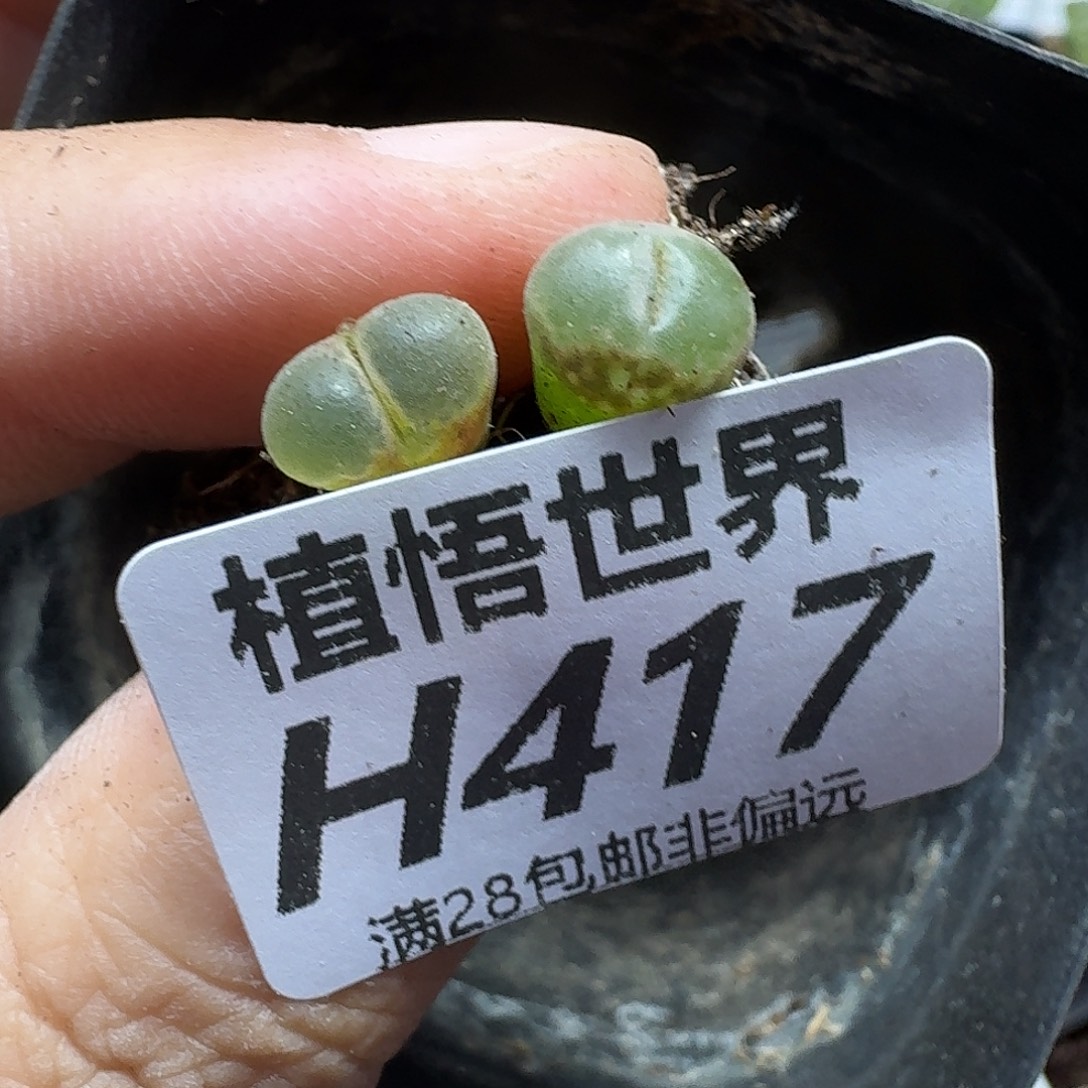 多肉植物的润泽fgbh