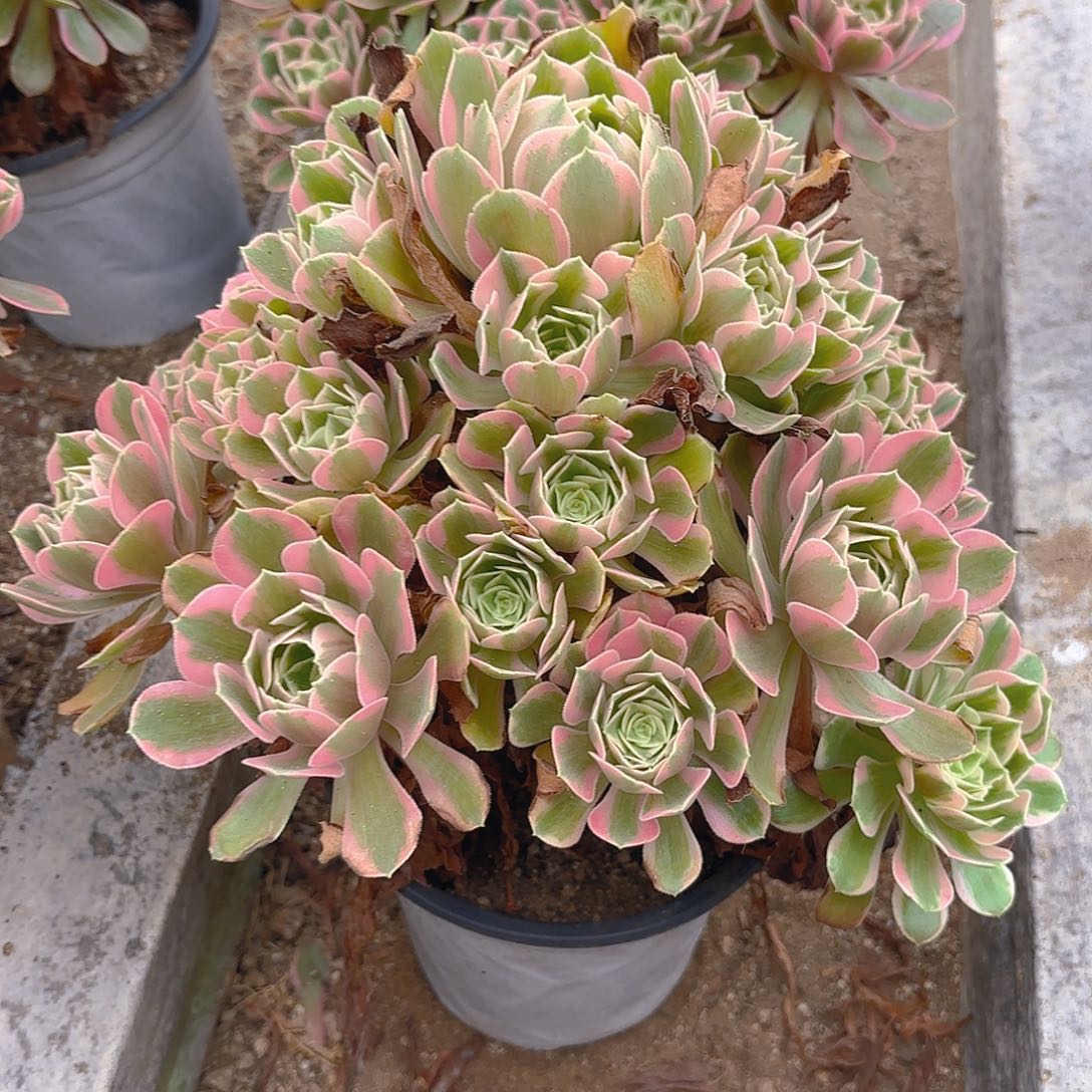 女妖大手捧多肉植物