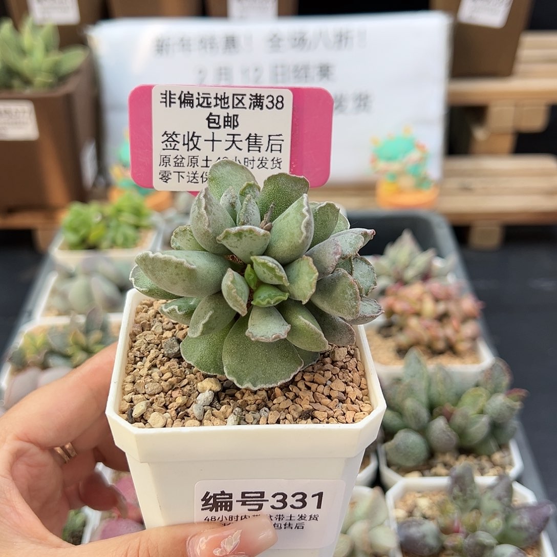 331毛库博多肉植物