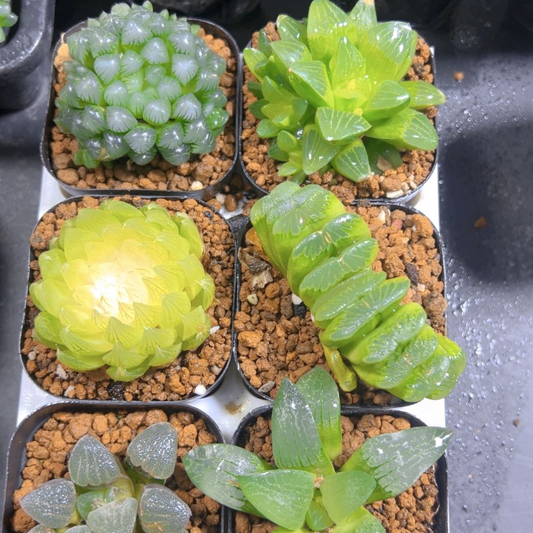 新人套餐玉露多肉6颗