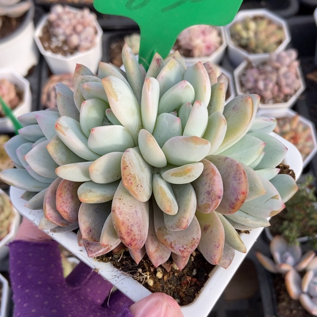 830橙梦路多肉植物保护