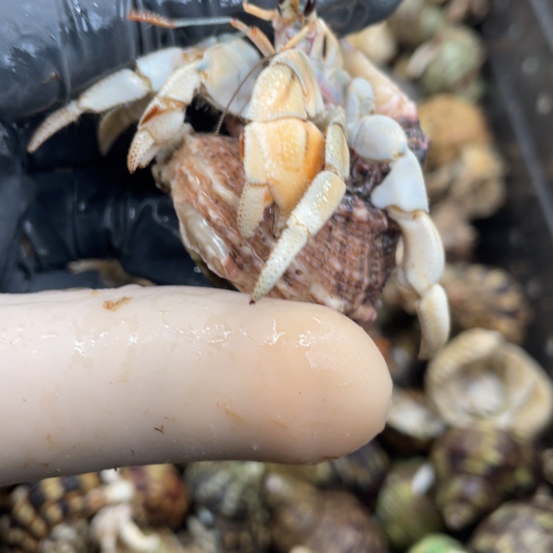 不退不换活体宠物101