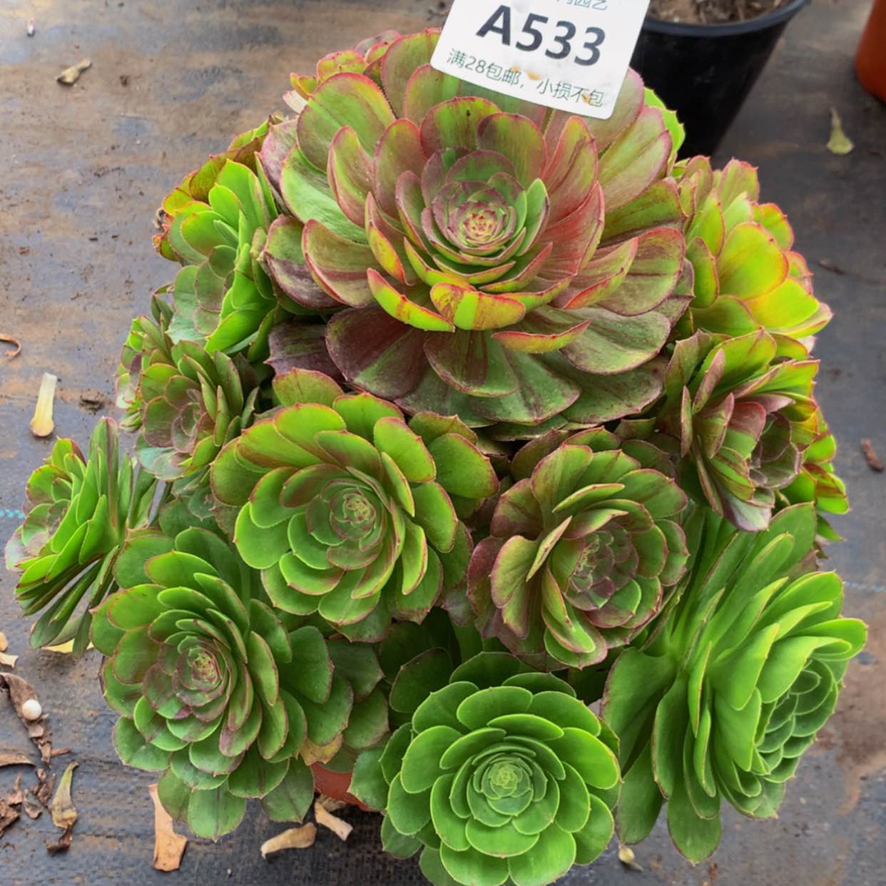 【闪购商品】533花月夜多肉