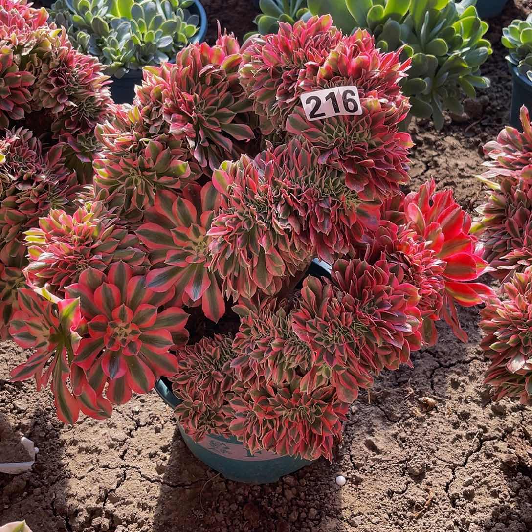 法师法师15-23包邮法师