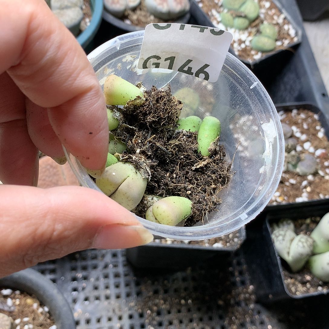 幺*零G146多肉植物保护研究所
