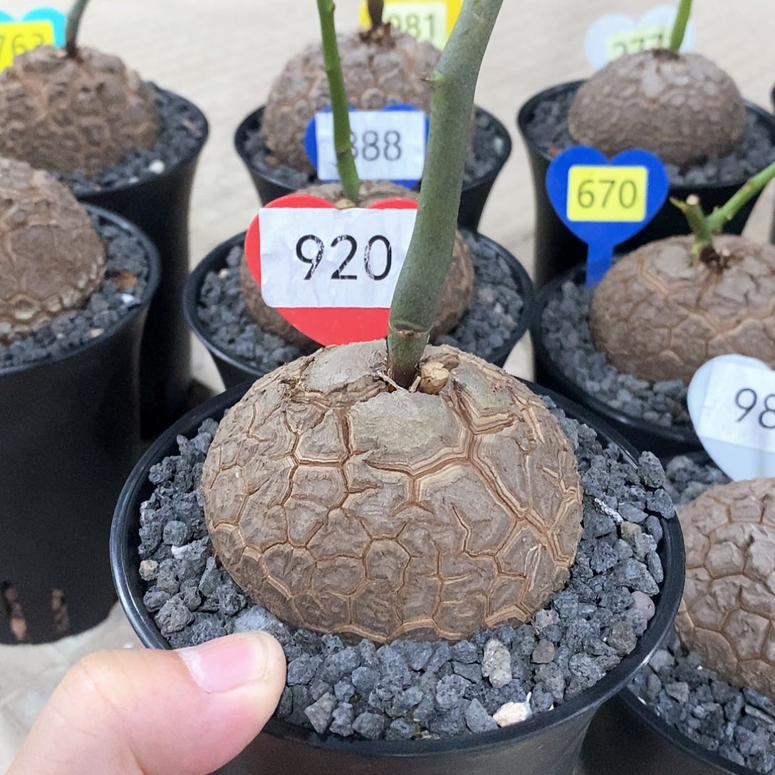 南非龟甲龙龟甲龙